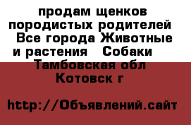 продам щенков породистых родителей - Все города Животные и растения » Собаки   . Тамбовская обл.,Котовск г.